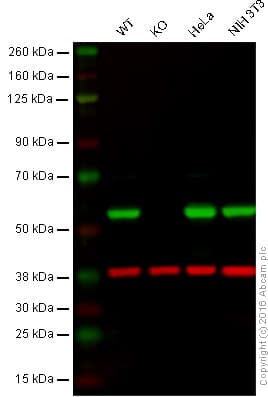 Anti-Calreticulin antibody [EPR3924] - ER Marker(AB92516)