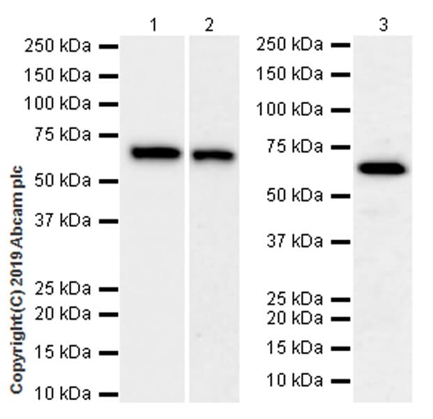 Anti-RPE65 antibody [EPR22579-44](ab231782)