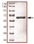 Ab140413  Sds Page Img49126