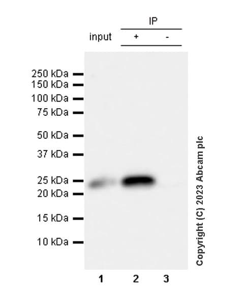 Anti-TMS1/ASC antibody [RM1049](AB309497)