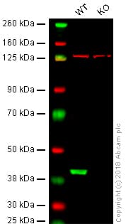 Anti-GNAQ antibody [EPR20978](AB210004)
