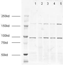 Anti-EEA1 antibody - Early Endosome Marker(AB2900)