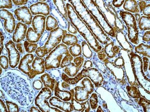 Anti-Monoamine Oxidase B/MAOB antibody [EPR7102] - BSA and Azide free(AB248436)