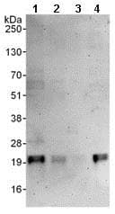 Anti-MAX antibody(AB101271)