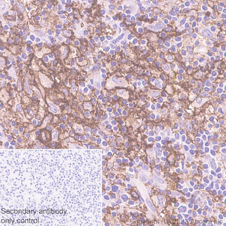 Anti-CD11c antibody [EP1347Y] - BSA and Azide free(AB216655)