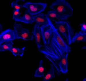 Phalloidin-iFluor 350 Reagent(AB176751)