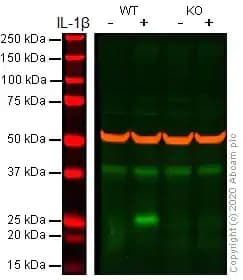Anti-IL-6 antibody [EPR21711](AB233706)