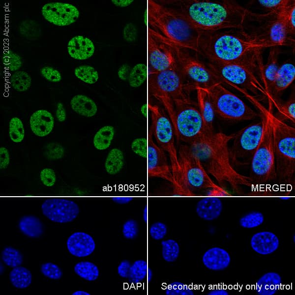 Hnrnp U P120 Antibody Epr122782b Bsa And Azide Free Ab250283  Immunocytochemistry Immunofluorescence Img431600