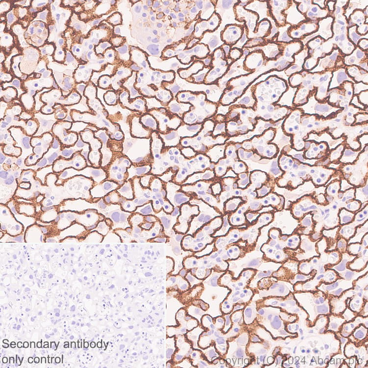 Lox 1 Antibody Epr27871 67 Bsa And Azide Free Ab317690  Immunohistochemistry Formalin Pfa Fixed Paraffin Embedded Sections Img432108