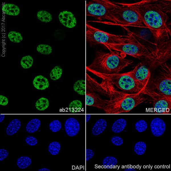 Anti-Histone H3 (tri methyl K4) antibody [EPR20551-225] - ChIP Grade(AB213224)