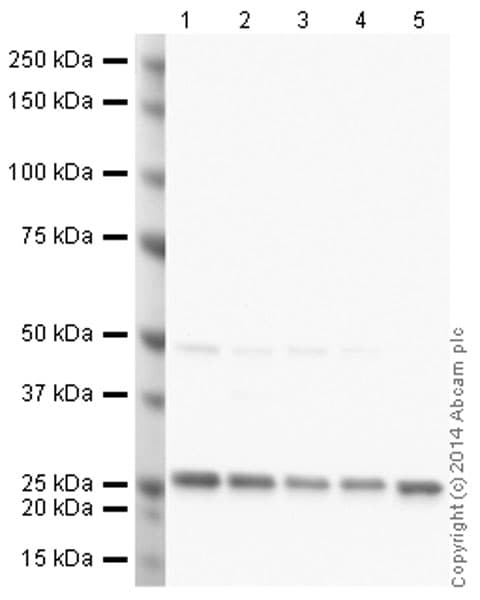 Anti-PGP9.5 antibody [31A3](AB20559)