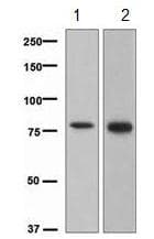 Anti-c-Myb antibody [EPR718(2)](AB109127)