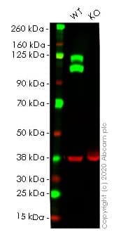 Anti-Integrin beta 1 antibody [EPR1040Y] - BSA and Azide free(AB271909)