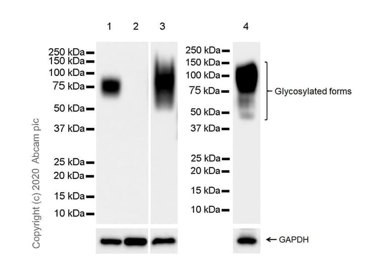 Anti-CEACAM6 antibody [EPR23956-80](AB275022)