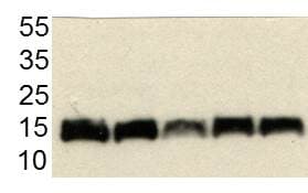 Anti-COX IV antibody - Mitochondrial Loading Control(AB16056)
