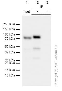 Anti-SUZ12 antibody [EPR5234(N)] - ChIP Grade(AB175187)