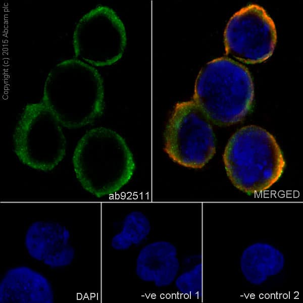 Anti-HLA-DR antibody [EPR3692] - BSA and Azide free(AB209968)