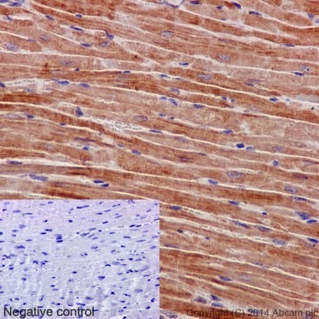 Gbf1 Antibody Epr14889 C Terminal Ab189512  Immunohistochemistry Formalin Pfa Fixed Paraffin Embedded Sections Img168238