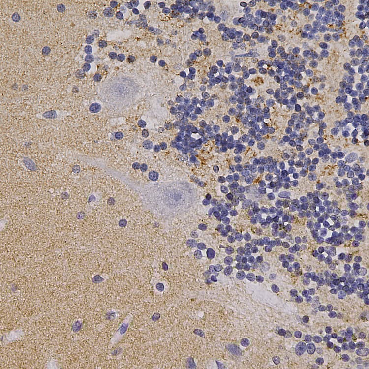 Anti-Alpha-synuclein antibody(AB190376)