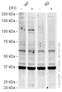 Anti-HIF-2-alpha antibody [OTI2G5](AB157249)
