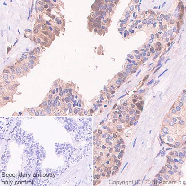 Anti-Proteasome 20S LMP2 antibody [EPR22042](AB242061)