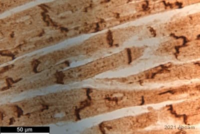 Anti-Connexin 43 / GJA1 antibody - Intercellular Junction Marker(AB11370)