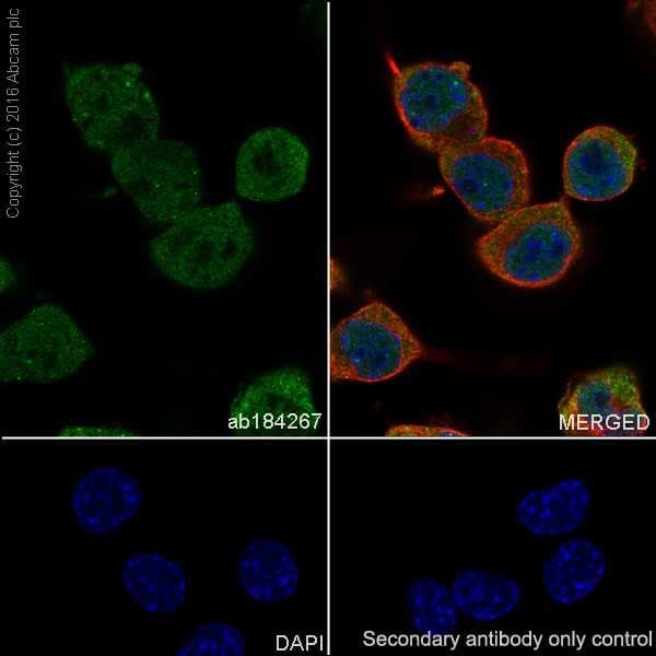 Anti-HuD + HuC antibody [EPR19098](AB184267)