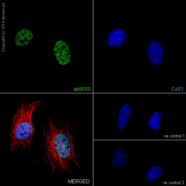 Anti-Histone H3 (tri methyl K36) antibody - ChIP Grade(ab9050)