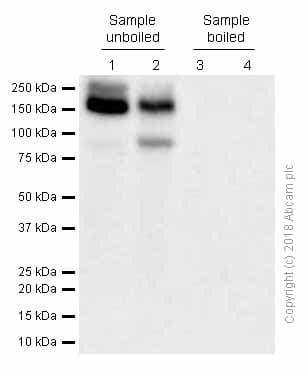 Anti-P Glycoprotein antibody [EPR10364-57](AB170904)
