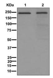 Anti-DOCK8 antibody [EPR12511](AB175208)