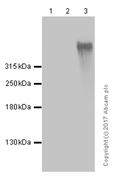 Anti-MUC16 antibody [EPR1020(2)](AB110640)