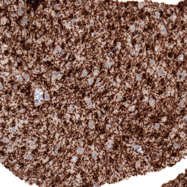 Anti-Myelin oligodendrocyte glycoprotein antibody [CL2858](AB242374)