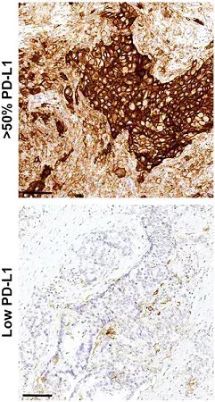 Anti-PD-L1 antibody [73-10] - BSA and Azide free(AB226766)