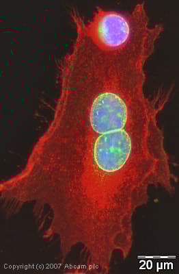 Anti-Emerin antibody(AB40688)