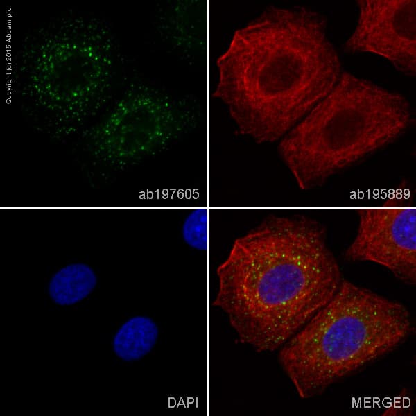 Alexa Fluor 488 Cathepsin D Antibody Epr3057y Ab197605  Immunocytochemistry Immunofluorescence Img19261
