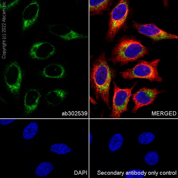 Anti-CKAP4 antibody [EPR25713-62] (BSA and Azide free)(AB302540)