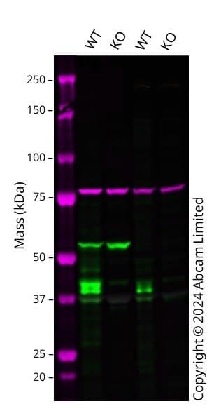 Anti-Connexin 43 / GJA1 antibody [RM1071] - BSA and Azide free(AB314909)