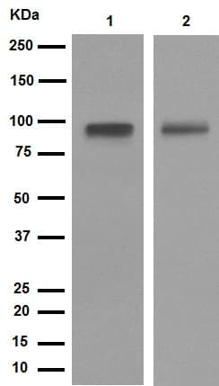 Anti-LRP1 antibody [EPR3724](AB92544)