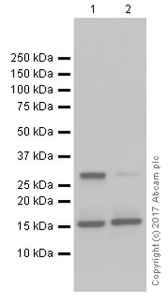 Anti-INSL3 antibody [EPR20739](ab227974)