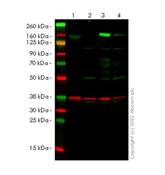 Trim33 Antibody Epr25102 19 Ab300146  Western Blot Img449486