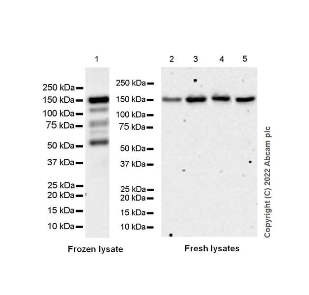 Anti-SMCR8 antibody [EPR26215-5] - BSA and Azide free(AB303549)