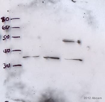 Anti-Stra8 antibody(AB49602)