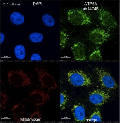 Anti-ATP5A antibody [15H4C4] - Mitochondrial Marker(AB14748)