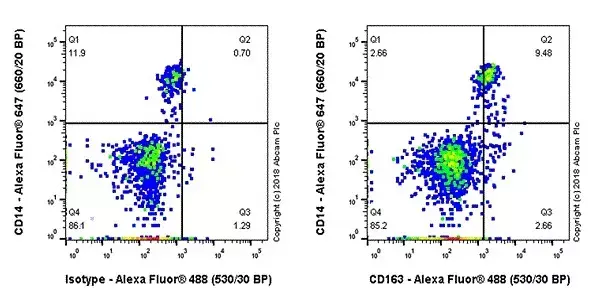 Anti-CD163 antibody [EPR19518](AB182422)