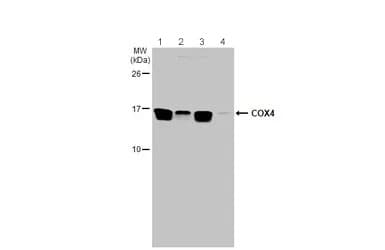 Anti-COX IV antibody - Mitochondrial Marker(AB153709)
