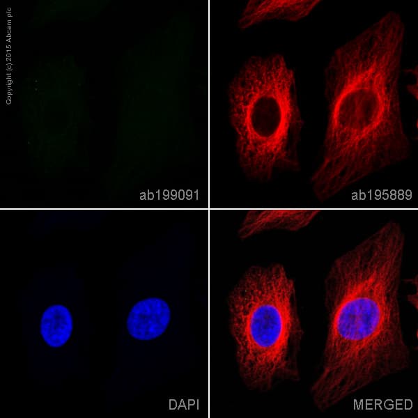 Alexa Fluor® 488 Rabbit IgG, monoclonal [EPR25A] - Isotype Control(AB199091)