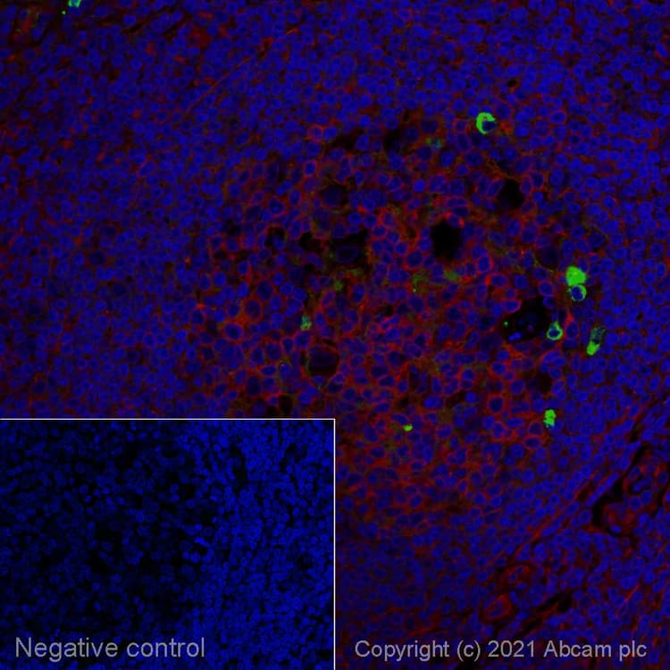 Rabbit Anti-Human IgM mu chain (Alexa Fluor® 488)(AB150189)