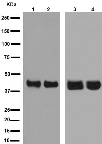 Anti-MEK1 + MEK2 antibody [EPR16667](AB178876)