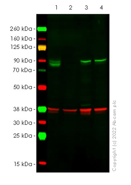 Anti-SUZ12 antibody [EPR26230-82] - BSA and Azide free(AB307892)