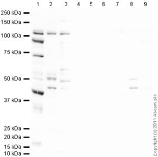 Anti-PGC1 alpha + beta antibody(AB72230)